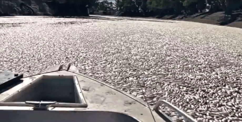 мертвая рыба, река, лодка