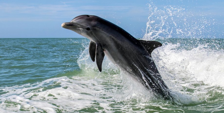 Дельфіни у Чорному морі