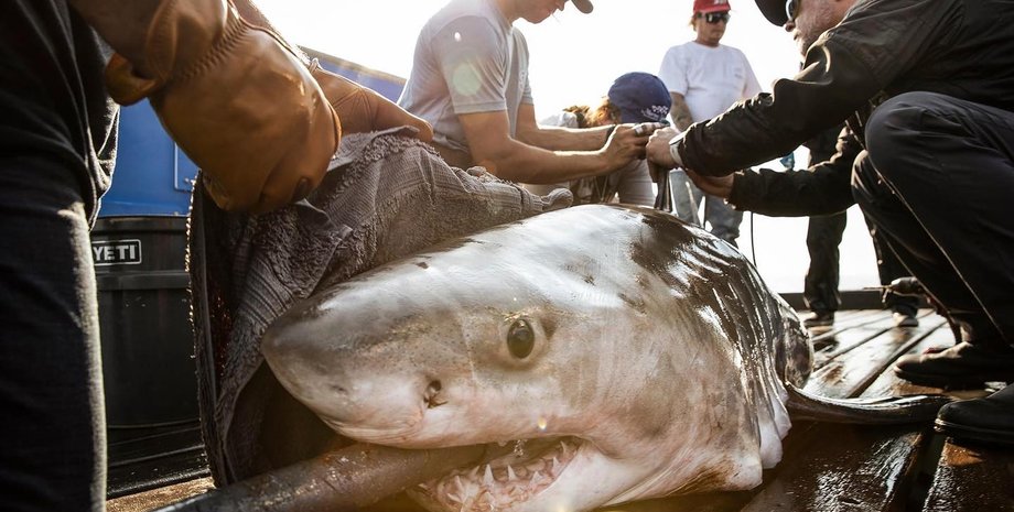 Акула со спутниковым датчиком на спине, акулы в средиземном море, акулы в атлантическом океане, акулы поведение, акулы интересные факты
