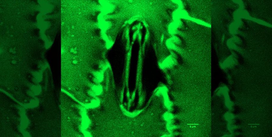 растение устьица растения