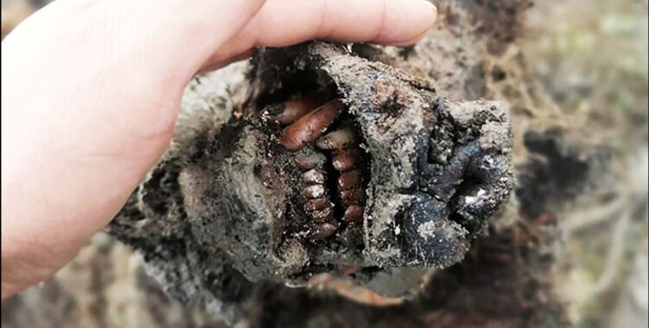 Фото: siberiantimes.com