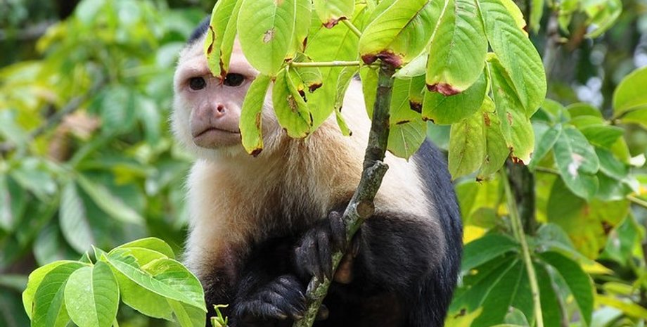 обезьяны, приматы, капуцины