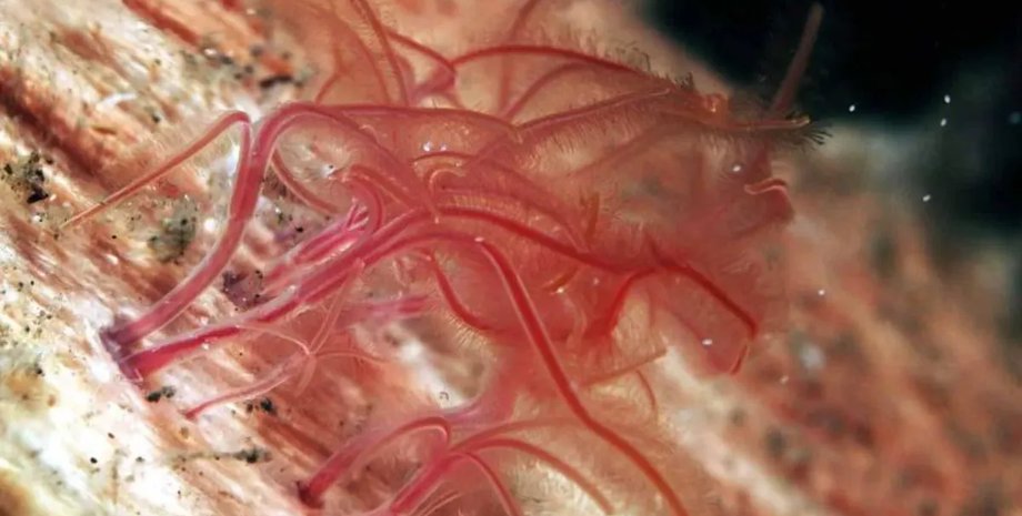 Пожирач кісток Зомбі-черв'яки можуть зникнути