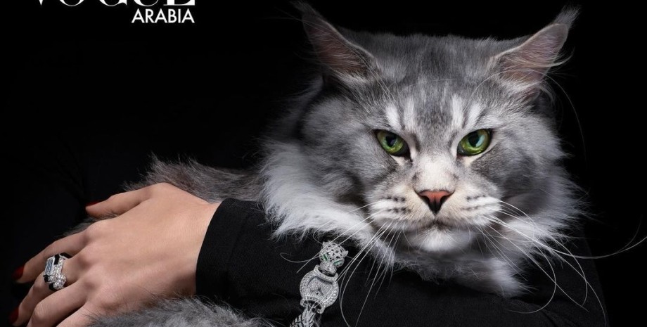 Коты, кошки, кот, кошка, Vogue Arabia