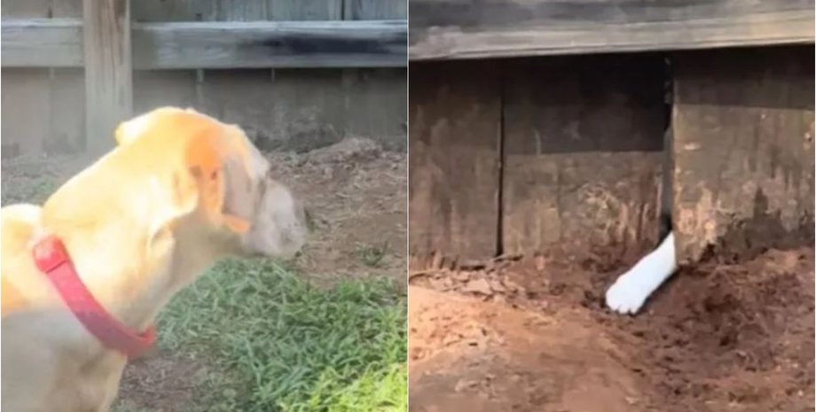 Собака подружилась с соседской кошкой, история их отношений растрогала пользователей сети, интересные случаи из жизни