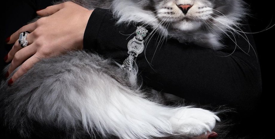 Коти, кішки, кіт, кішка, Vogue Arabia