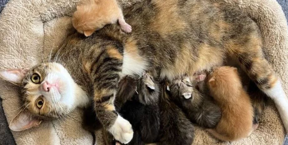 Ураган Милтон, Флорида, США, спасение животных, домашние любимцы, курьезы, интересные истории