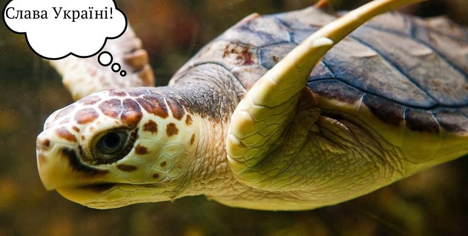 черепаха, морська черепаха, логерхед