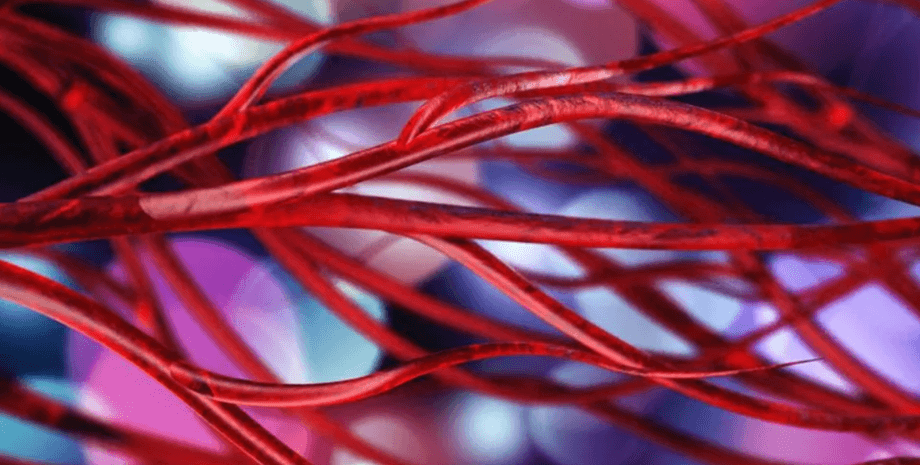 судини, кров