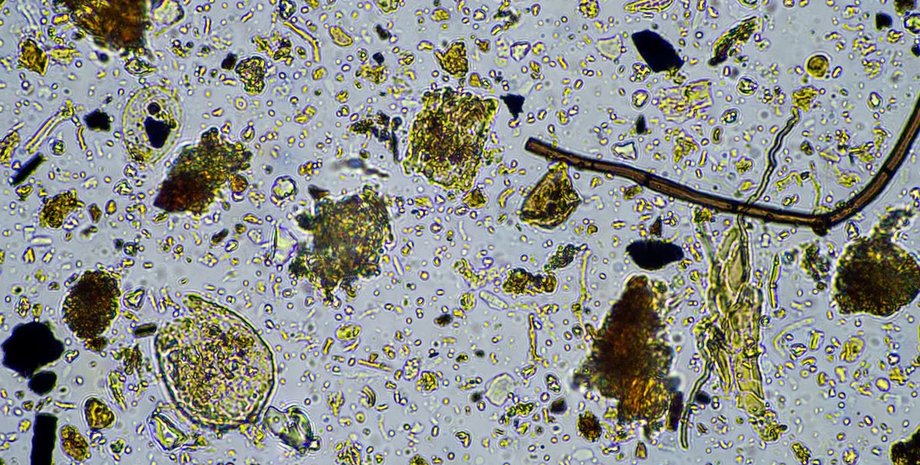 открыт новый вид микробов