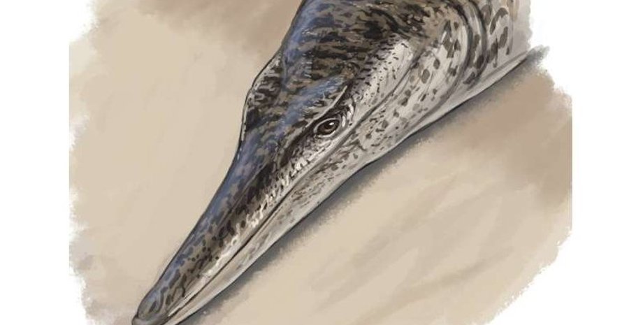 крокодил, морський крокодил