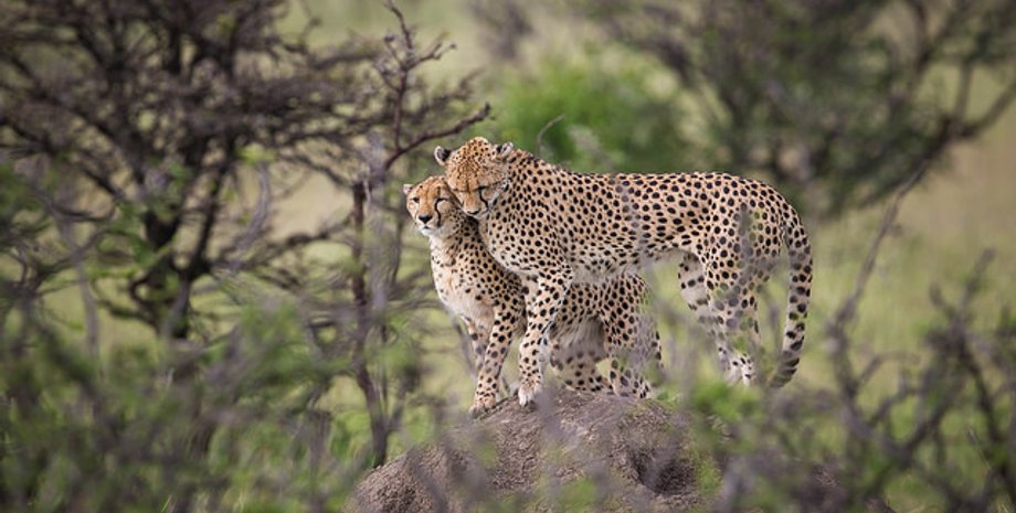 Flickr/MAKE IT KENYA PHOTO / STUART PRICE