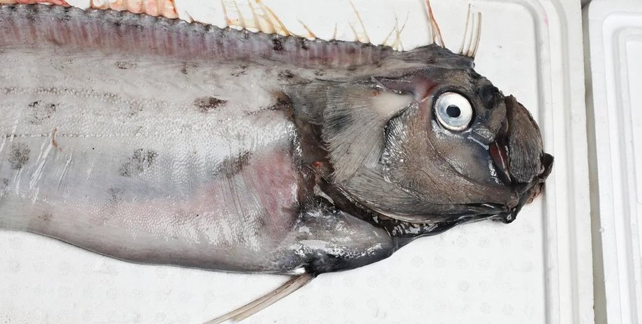 риба судного дня. оселедцевий король