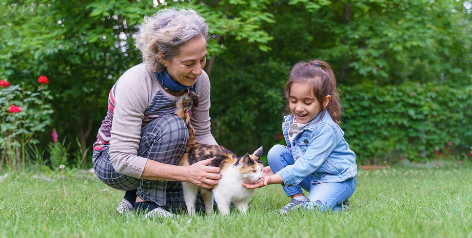 кошка, семья, приют