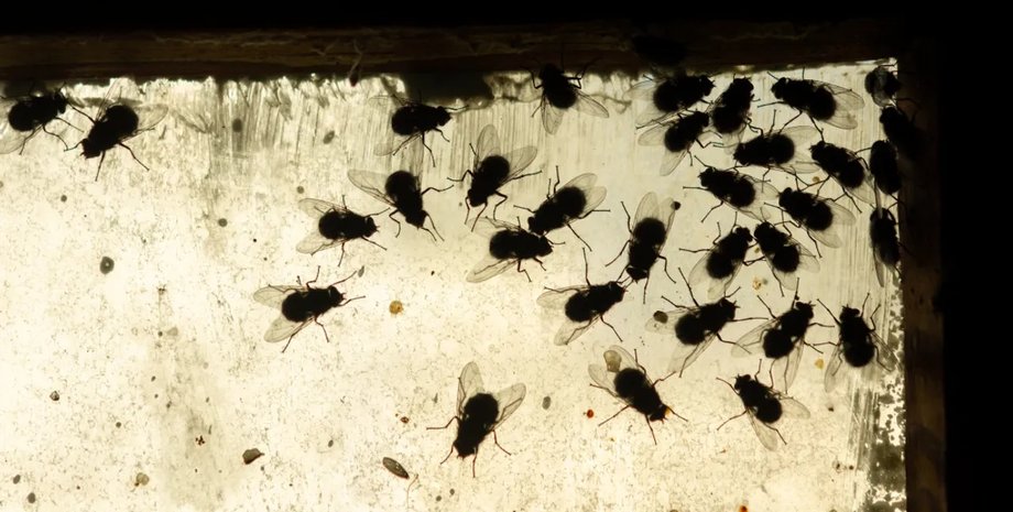 мухи запах смерті