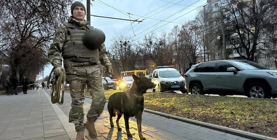 зсу, військовий, собака