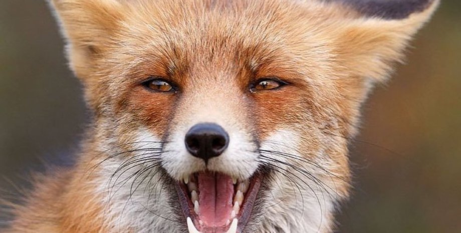 Фото с сайта pinterest.com.au