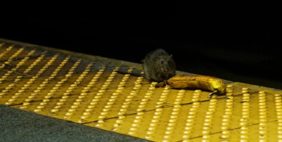 щур, нью-йорк, сірий щур, гризуни