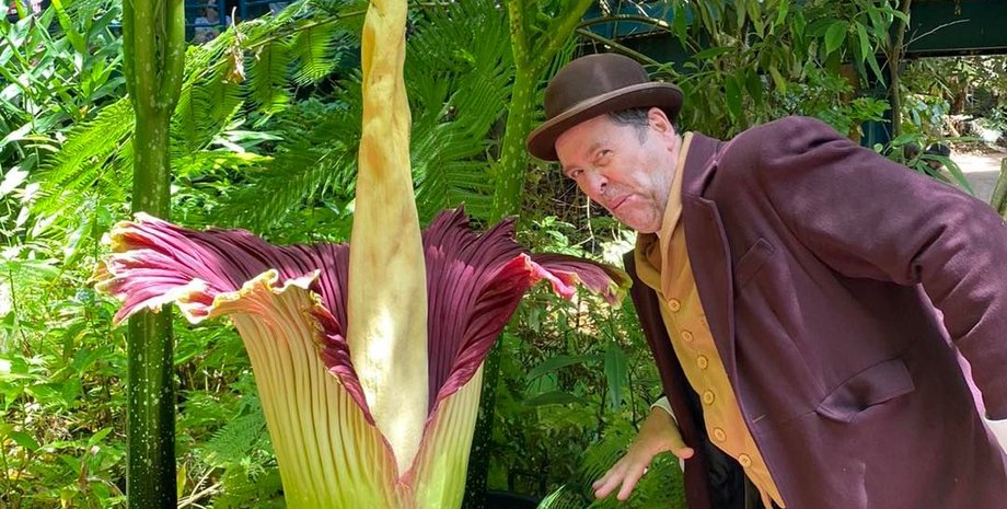 Аморфофаллус титанический