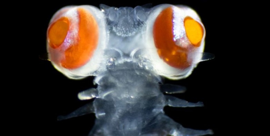 морской червь, глаза морского червя