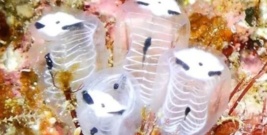 скелеты панд, асцидии