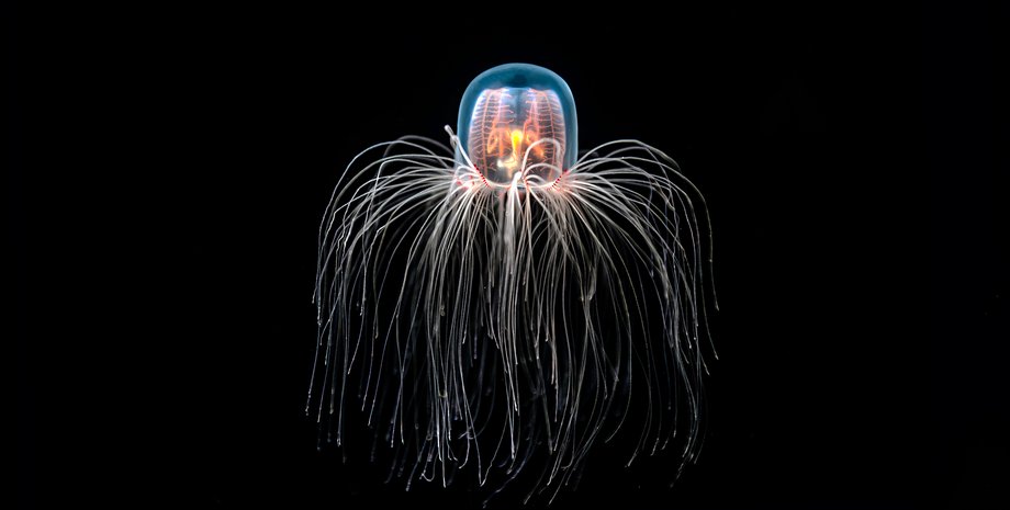 медуза, безсмертна істота, безсмертя, як уповільнити старіння, як уникнути старіння, теломераза, регенерація, днк