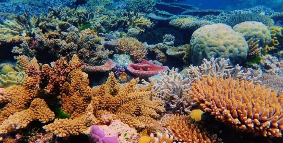 корали, коралові рифи
