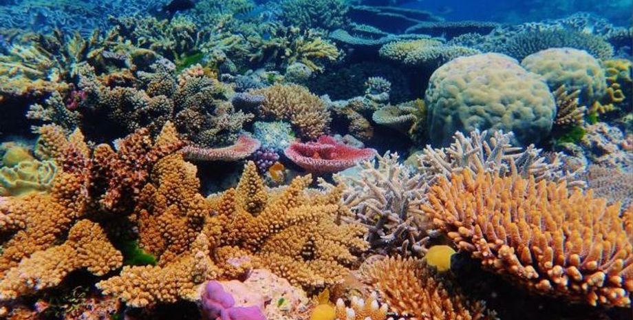 риф, коралловый риф, риф луна