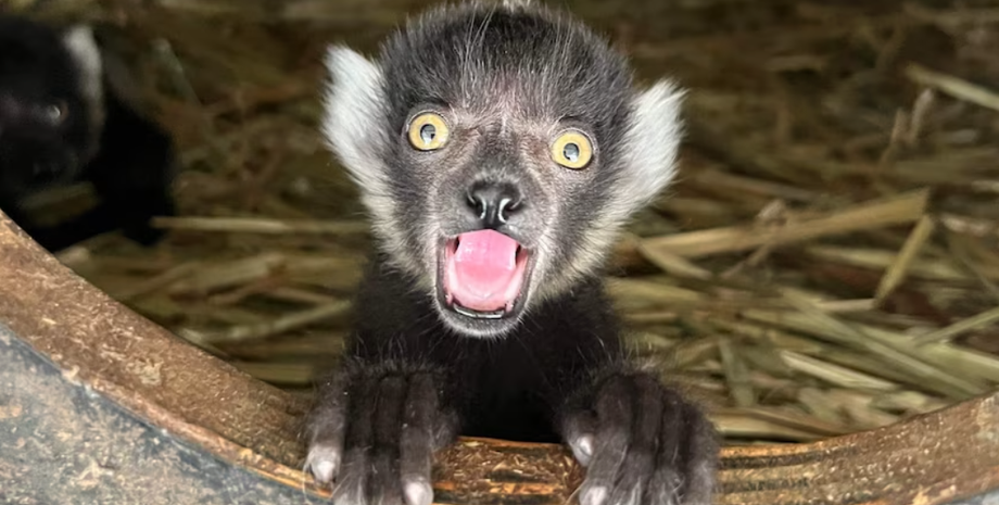 Лемуры на грани вымирания, рождение, животные, зоопарк, курьезы, Австралия, фото