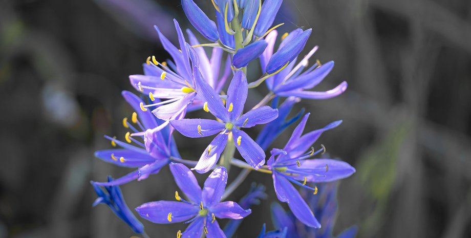 камасія, квітка, рослина, екологія, дослідження, корінні народи, США