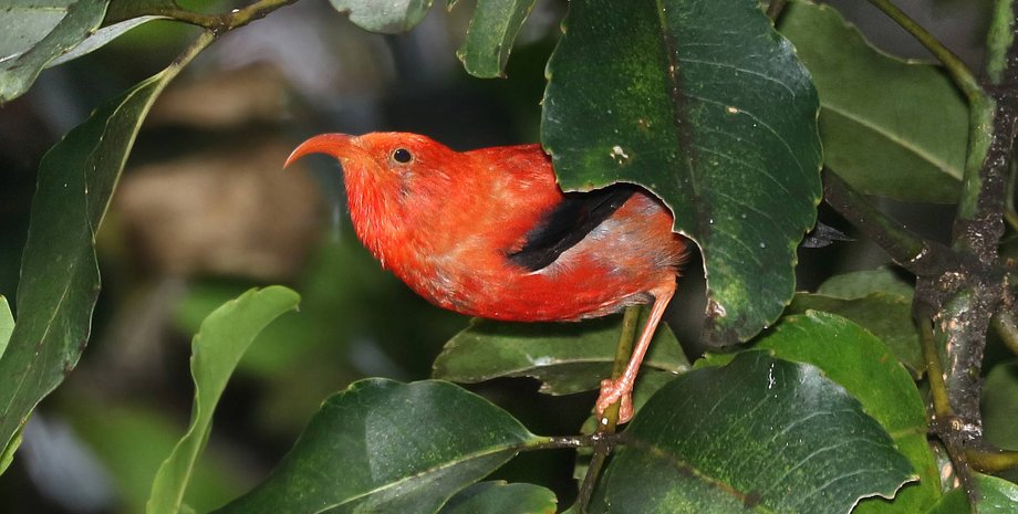 Гавайские красные перья, древние гавайские сокровища, птицы 'и'ививи и 'апапане, Гавайская цветочница, культурное значение, гавайское наследие, золото против красных перьев, капитан Джеймс Кук, символы богатства