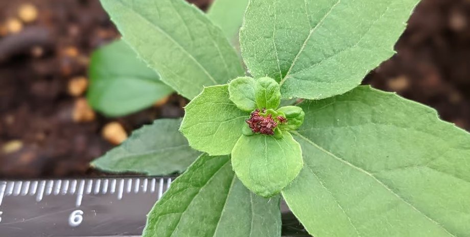 цветы тополя