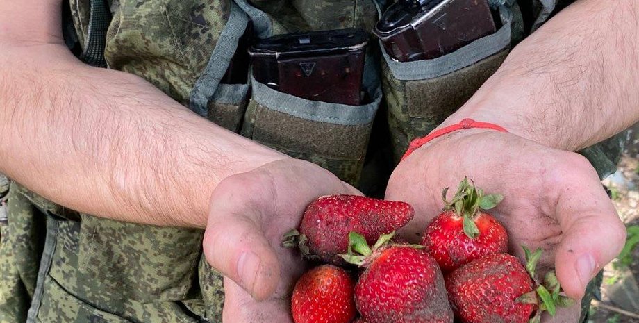 полуниця, херсонська область, окупанти збирають полуницю, російські солдати збирають полуницю