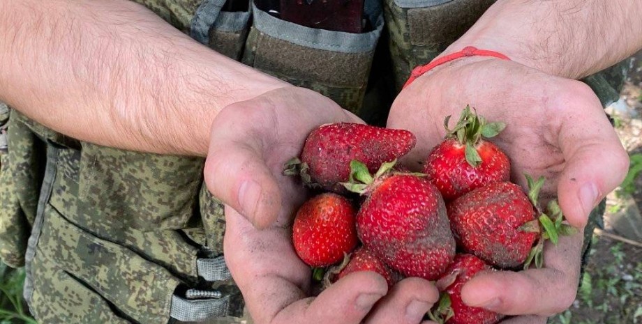 полуниця, херсонська область, окупанти збирають полуницю, російські солдати збирають полуницю