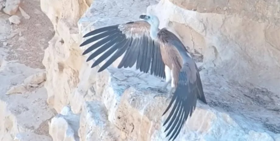 Фото: Скриншот