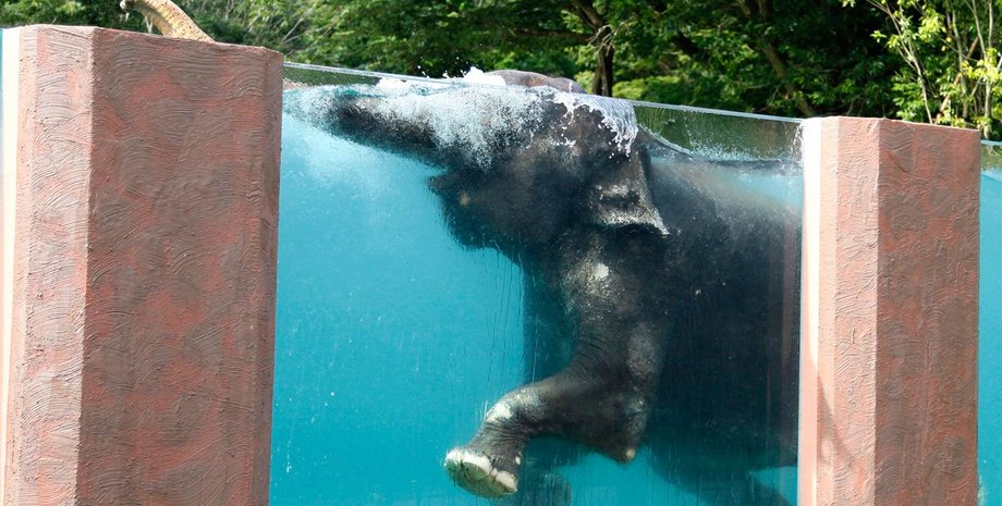 Бассейн для слонов / Фото: АР