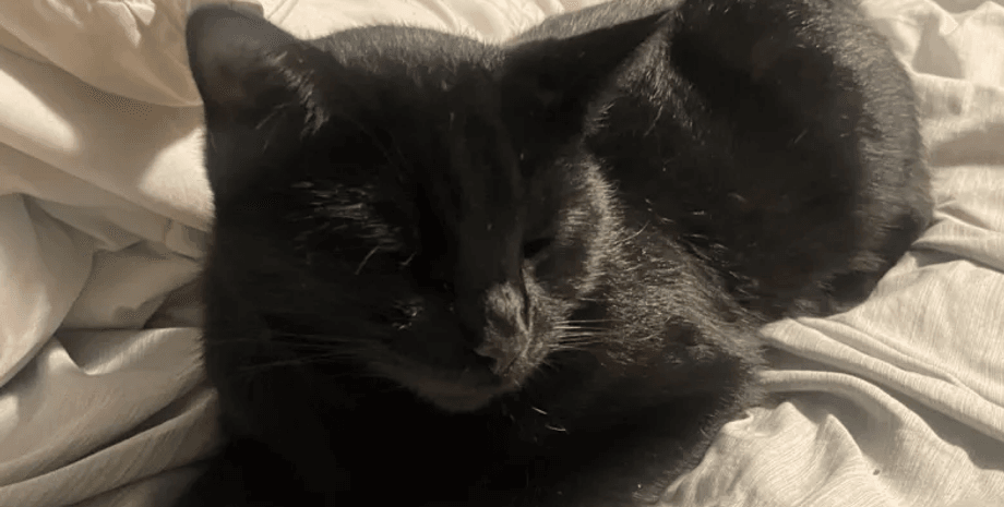 коты чувствуют болезнь, кошки чувствуют онкологию, кошки чувствуют смерть хозяина, как кошки предупреждают об опасности, коты чувствуют энергетику человека, чувствуют ли кошки душевную боль человека, чувствуют ли кошки боль человека,