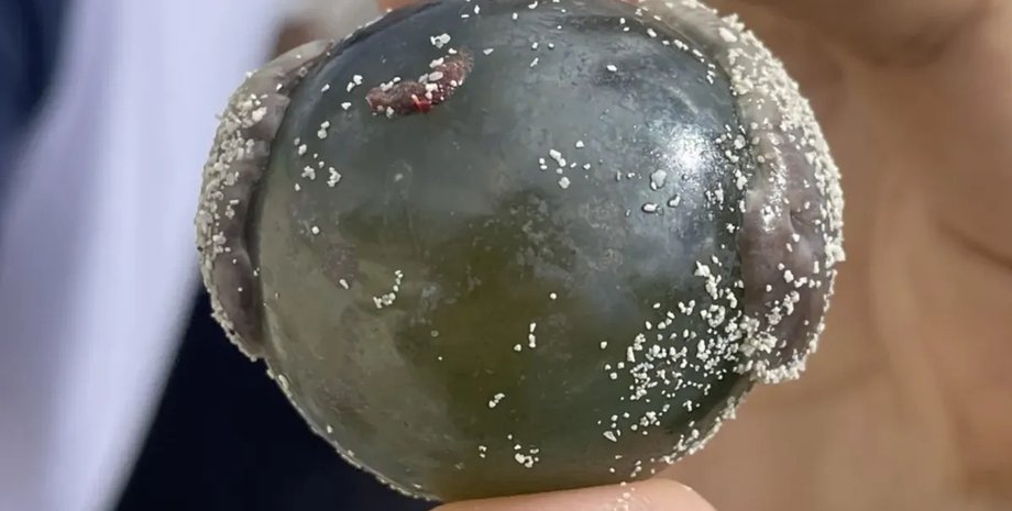 глазное яблоко моряка глазное яблоко моряка водоросли