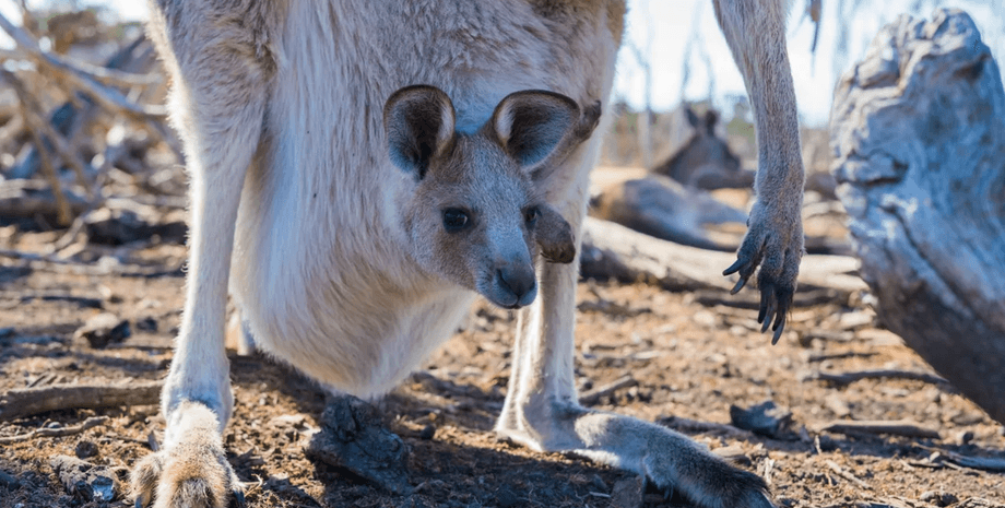 кенгуру, детеныш кенгуру, сумка кенгуру