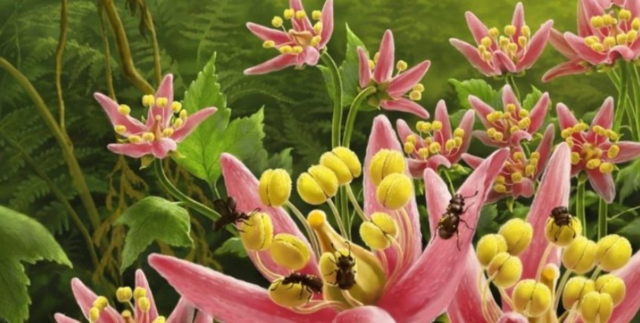 пыльца, меловой период, жук, опылители, янтарь