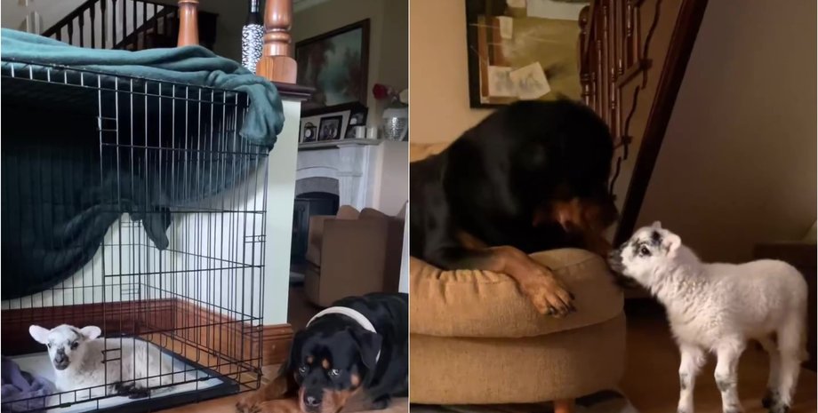 Овца думает, что она собака, курьезная история на ферме, псы, животные, интересные истории, приколы