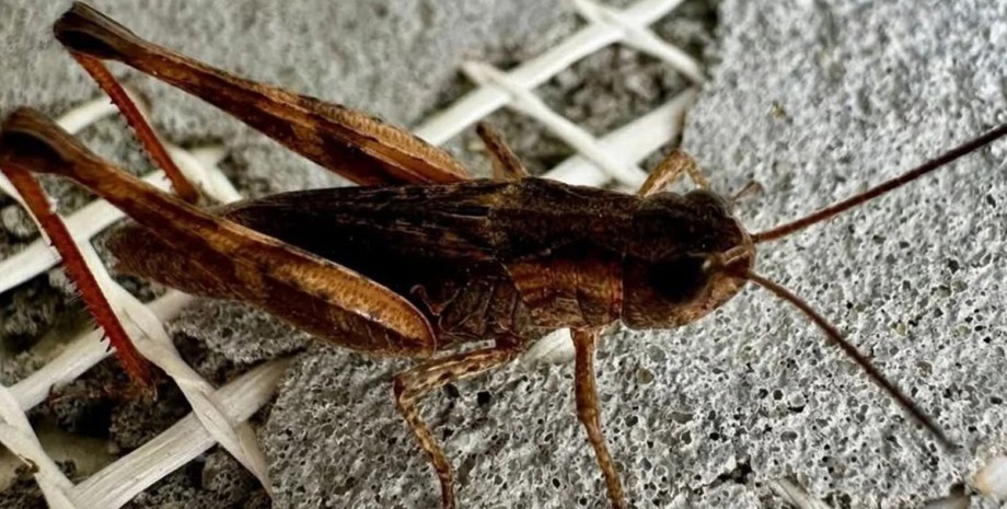 саранча саранча, нашествие саранчи