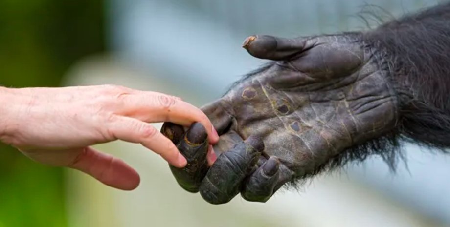 человек шимпанзе