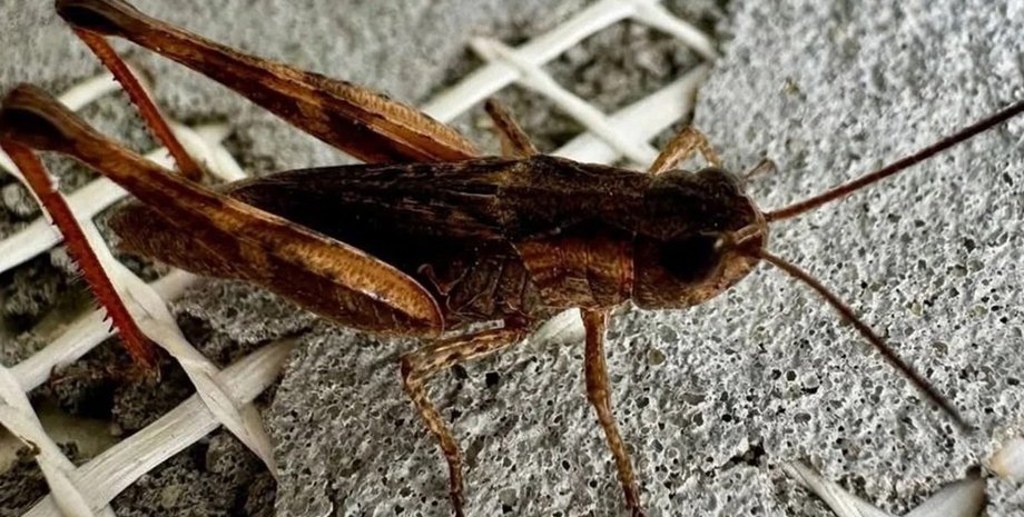 сарана, нашестя сарани