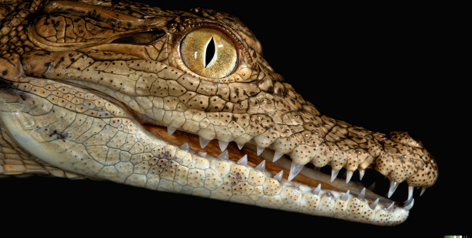 крокодил, нильский крокодил