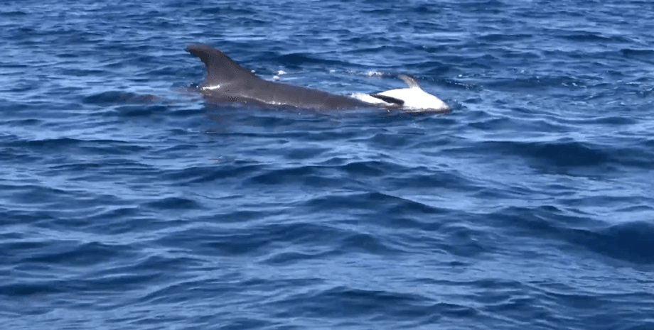 новости крыма, дрг, ссс рф, лодка, дельфин