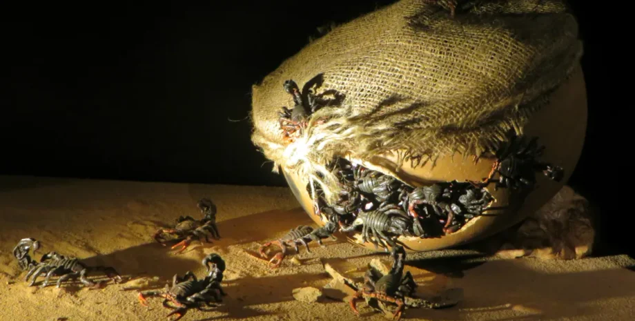 Древние войны, историческое оружие, биологическая война, тактика войны, нетрадиционное оружие, древние битвы, греческий огонь, скорпионовые бомбы, боевые слоны, боевые свиньи, биологическое оружие, инфекционные заболевания, военная тактика