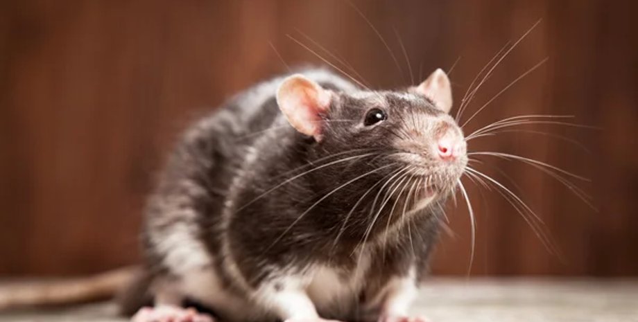 Великобритания, крысы, пожары, белки