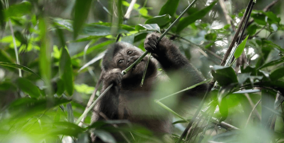 Участились случаи обезьяньей оспы., оспа обезьян,
