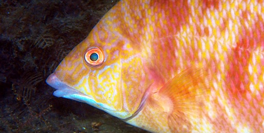 рыба, рыба каабан